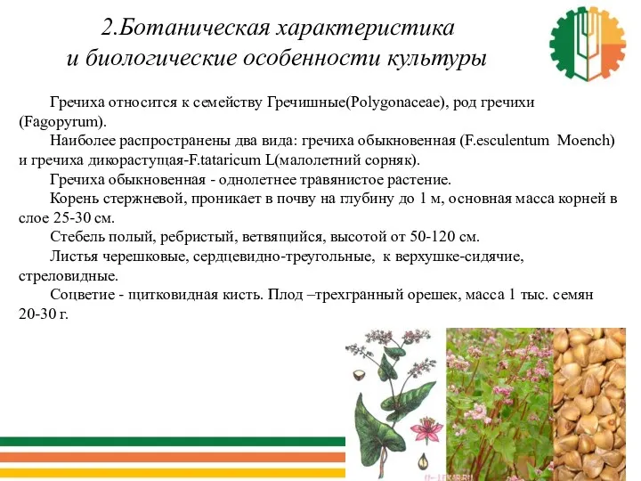 2.Ботаническая характеристика и биологические особенности культуры Гречиха относится к семейству