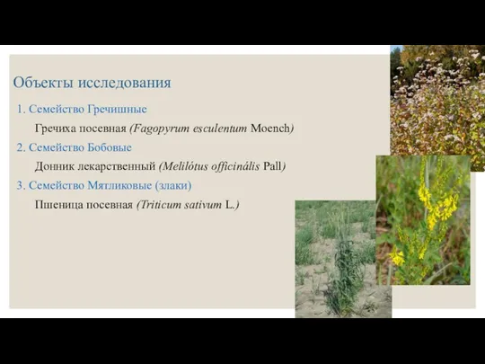 Объекты исследования 1. Семейство Гречишные Гречиха посевная (Fagopyrum esculentum Moench)