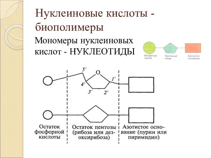 Нуклеиновые кислоты - биополимеры Мономеры нуклеиновых кислот - НУКЛЕОТИДЫ