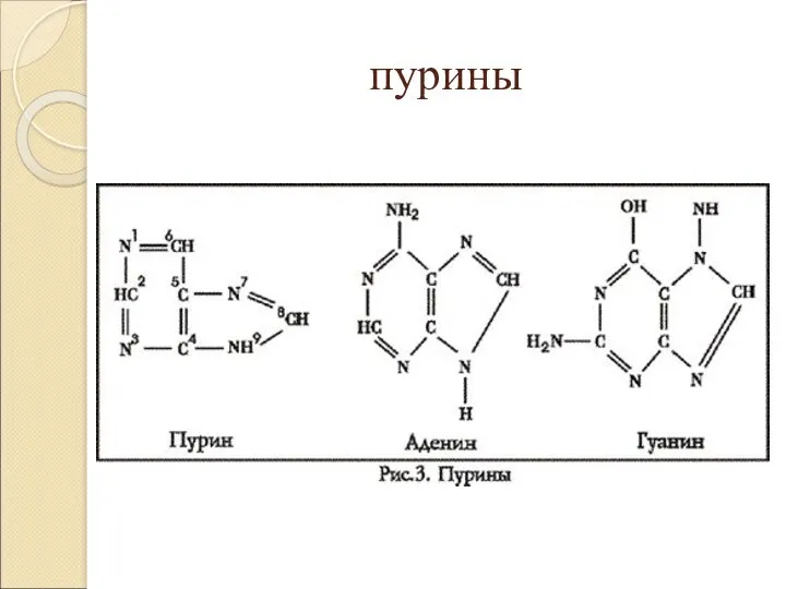 пурины