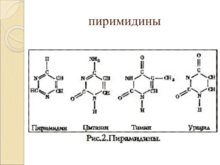 пиримидины