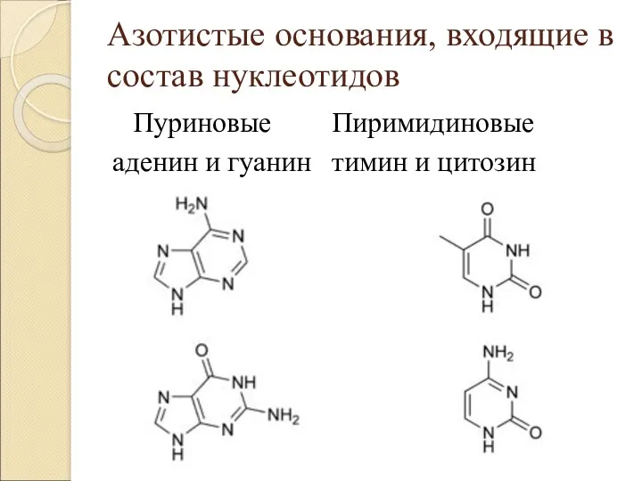 Азотистые основания, входящие в состав нуклеотидов Пуриновые Пиримидиновые аденин и гуанин тимин и цитозин