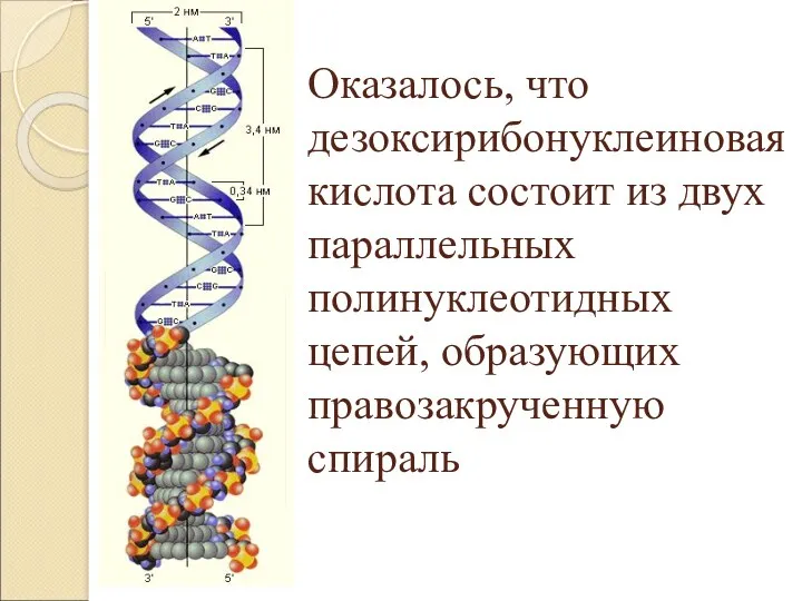 Оказалось, что дезоксирибонуклеиновая кислота состоит из двух параллельных полинуклеотидных цепей, образующих правозакрученную спираль