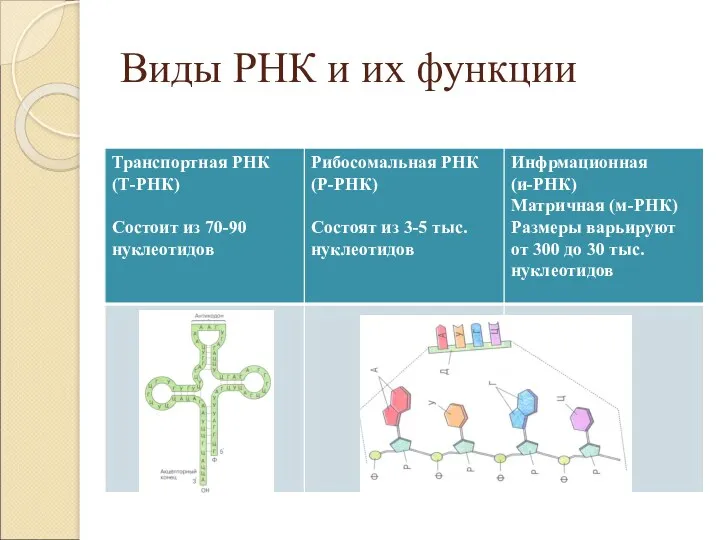 Виды РНК и их функции