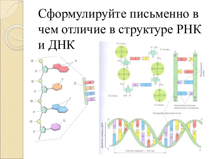 Сформулируйте письменно в чем отличие в структуре РНК и ДНК