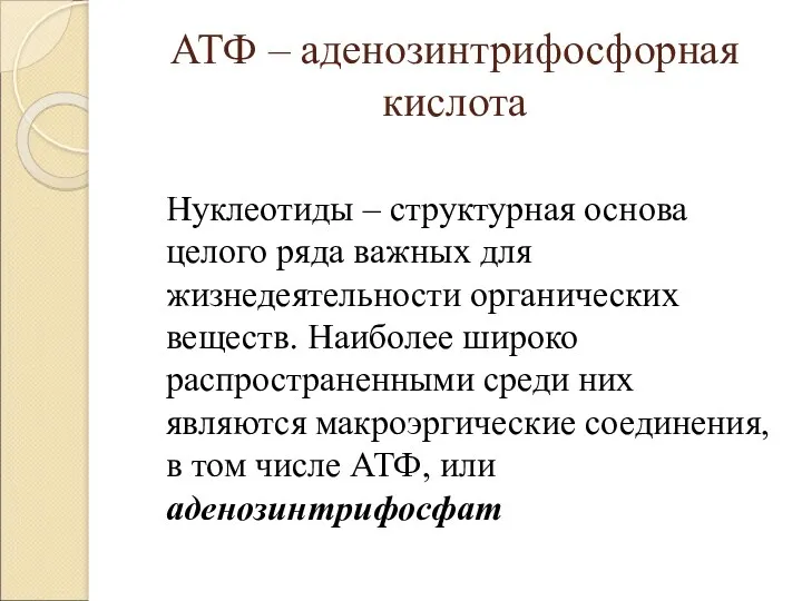 АТФ – аденозинтрифосфорная кислота Нуклеотиды – структурная основа целого ряда