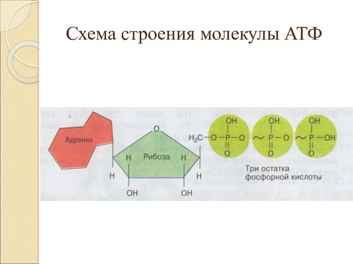 Схема строения молекулы АТФ