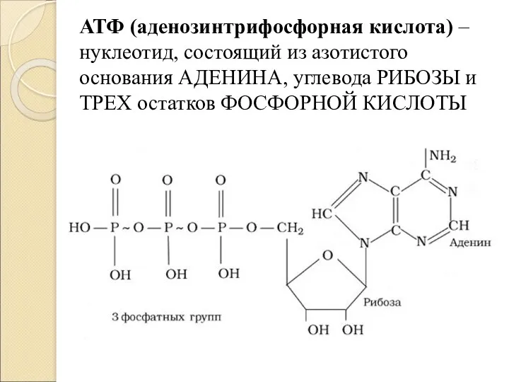 АТФ (аденозинтрифосфорная кислота) – нуклеотид, состоящий из азотистого основания АДЕНИНА,