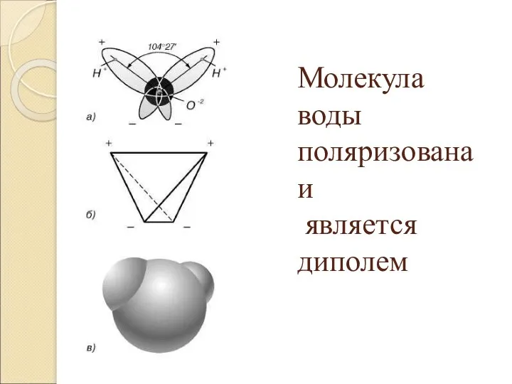 Молекула воды поляризована и является диполем