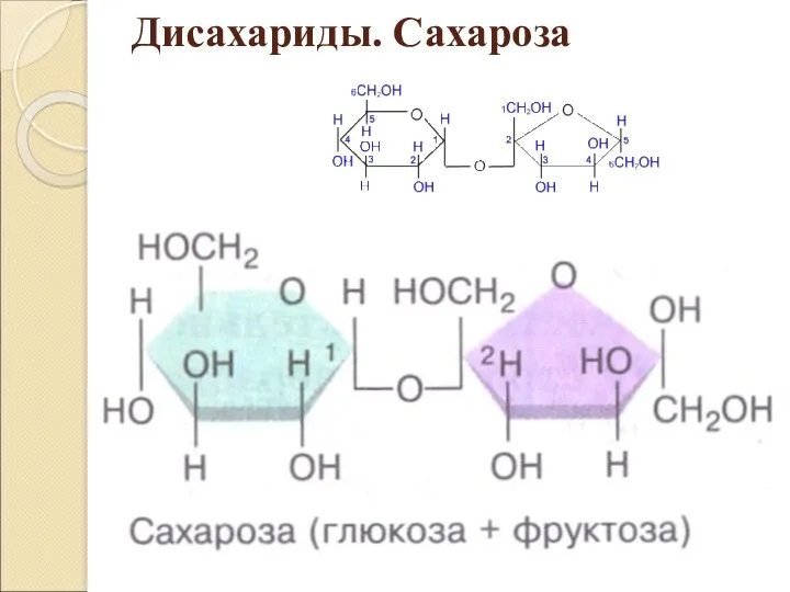 Дисахариды. Сахароза