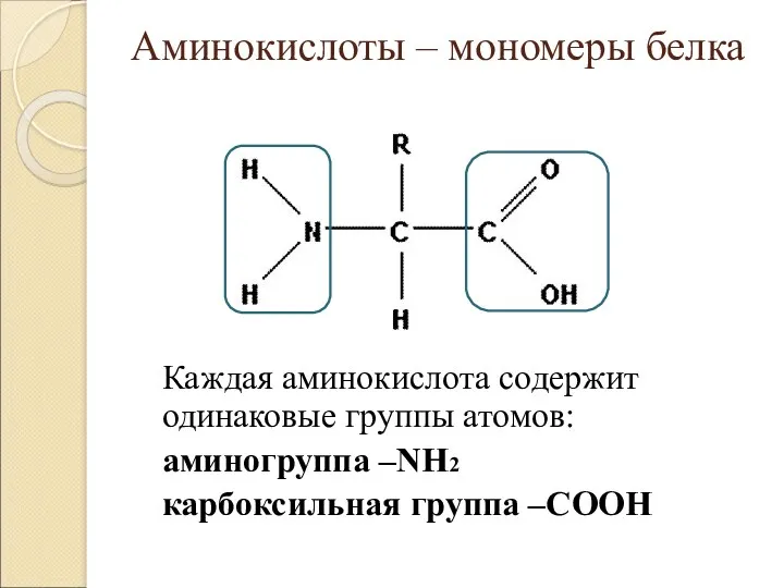 Аминокислоты – мономеры белка Каждая аминокислота содержит одинаковые группы атомов: аминогруппа –NH2 карбоксильная группа –COOH