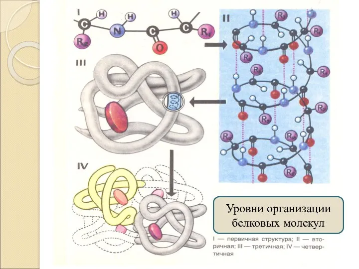 Уровни организации белковых молекул