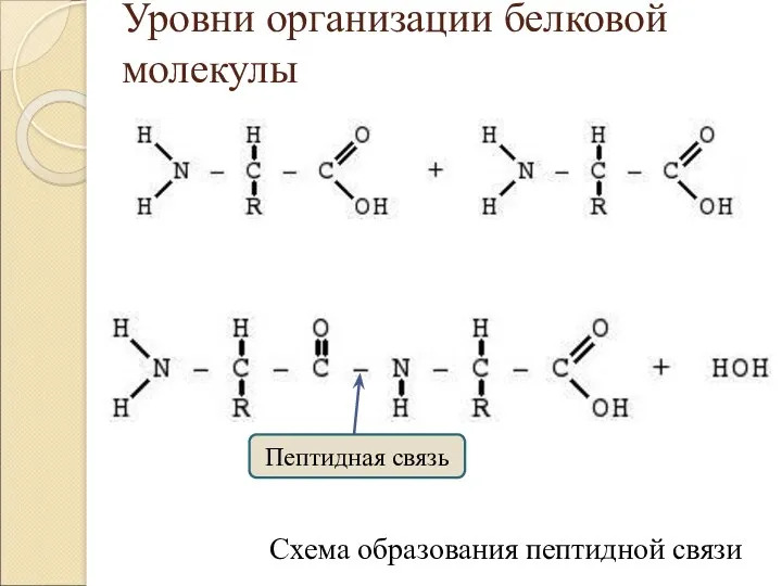 Уровни организации белковой молекулы Схема образования пептидной связи Пептидная связь