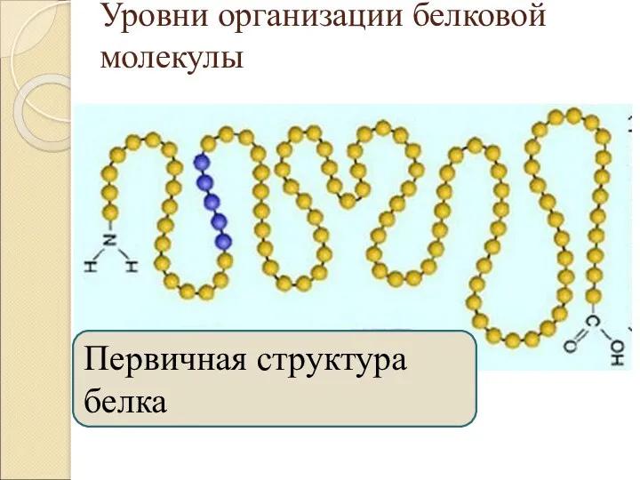 Уровни организации белковой молекулы Первичная структура белка