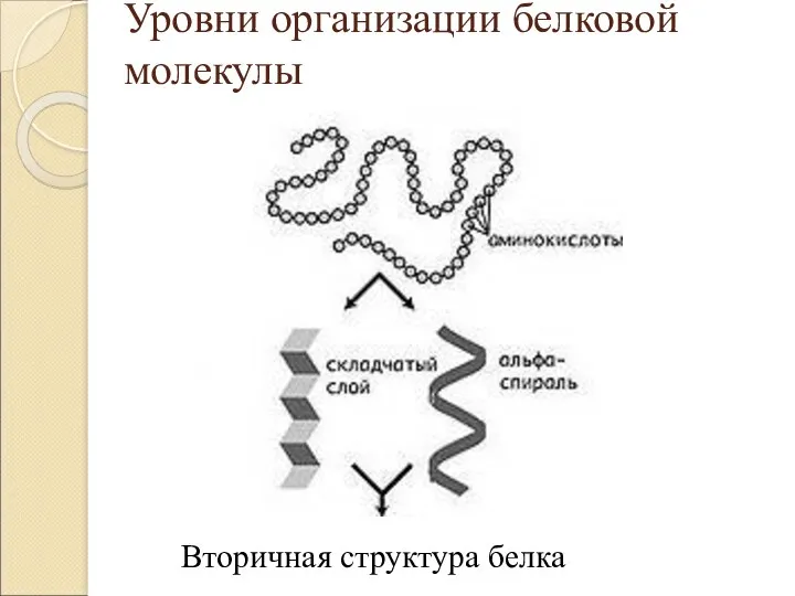 Уровни организации белковой молекулы Вторичная структура белка