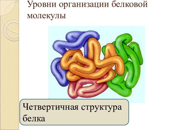 Уровни организации белковой молекулы Четвертичная структура белка