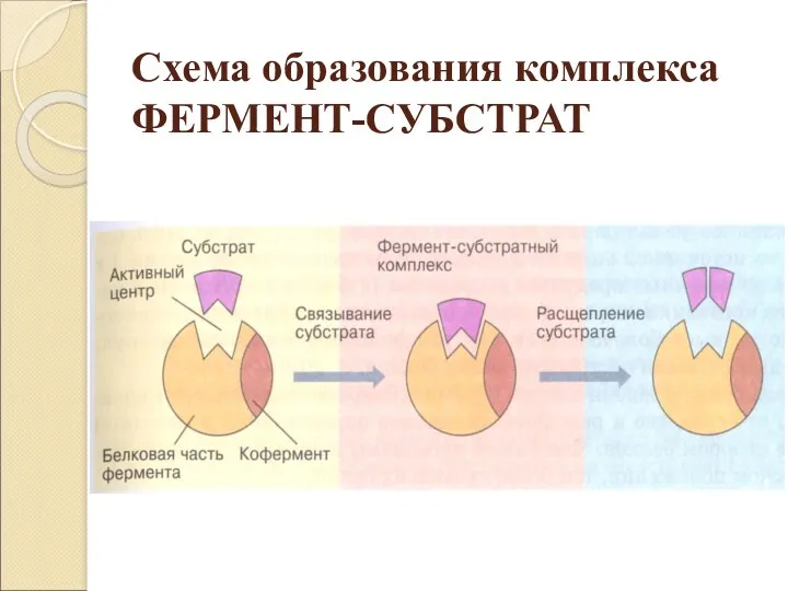 Схема образования комплекса ФЕРМЕНТ-СУБСТРАТ