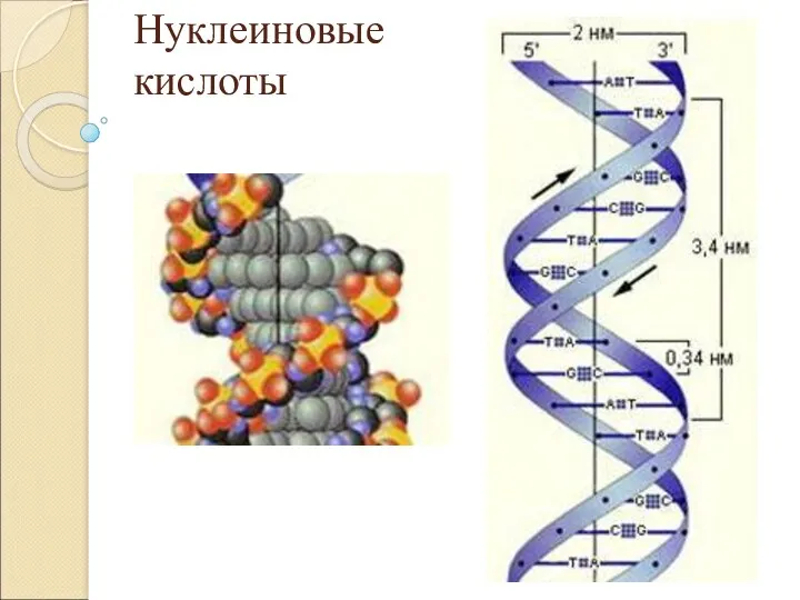 Нуклеиновые кислоты