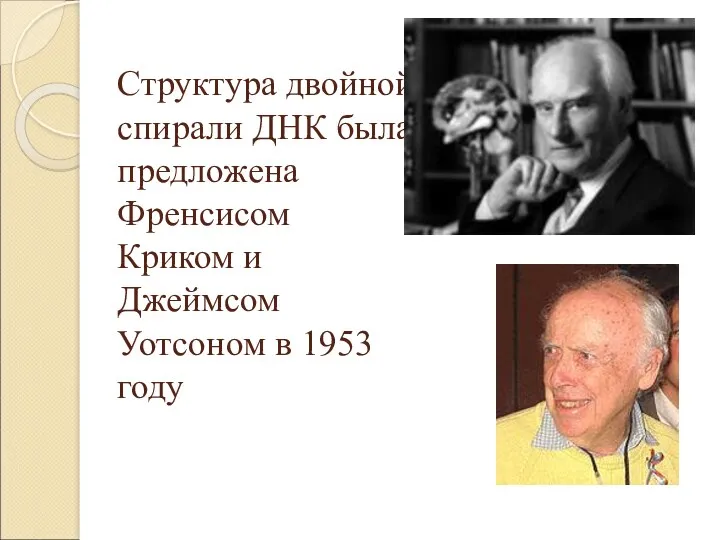 Структура двойной спирали ДНК была предложена Френсисом Криком и Джеймсом Уотсоном в 1953 году