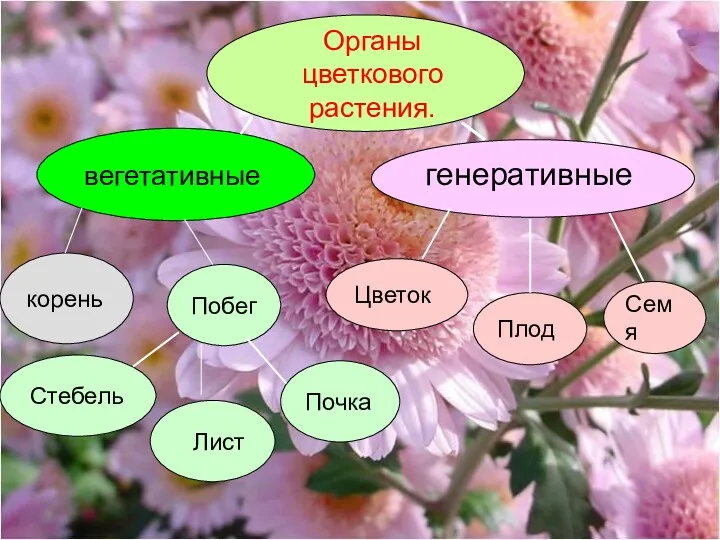 Органы цветкового растения. Органы цветкового растения. вегетативные генеративные корень Побег Стебель Лист Почка Цветок Плод Семя