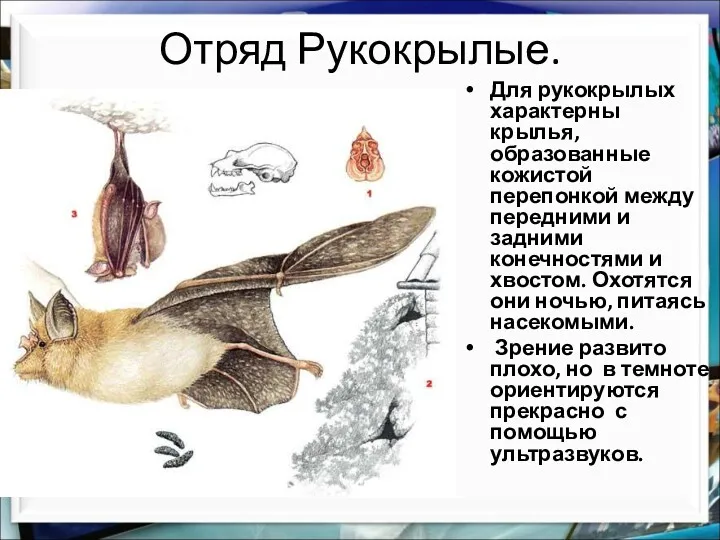 Отряд Рукокрылые. Для рукокрылых характерны крылья, образованные кожистой перепонкой между