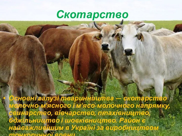 Скотарство Основні галузі тваринництва — скотарство молочно-м'ясного і м'ясо-молочного напрямку,