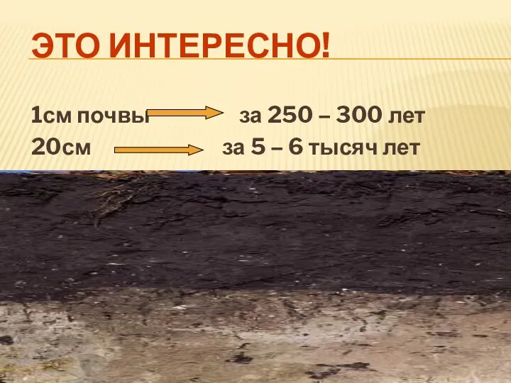 ЭТО ИНТЕРЕСНО! 1см почвы за 250 – 300 лет 20см за 5 – 6 тысяч лет