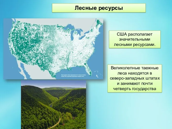 Лесные ресурсы США располагает значительными лесными ресурсами. Великолепные таежные леса