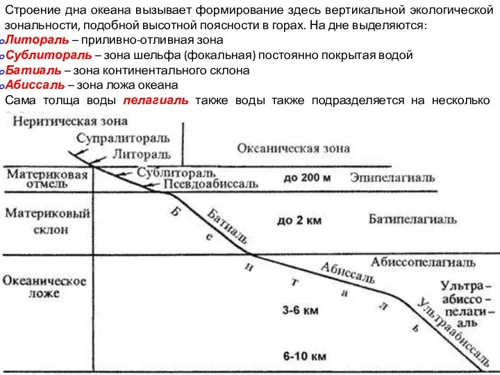 Строение дна океана вызывает формирование здесь вертикальной экологической зональности, подобной