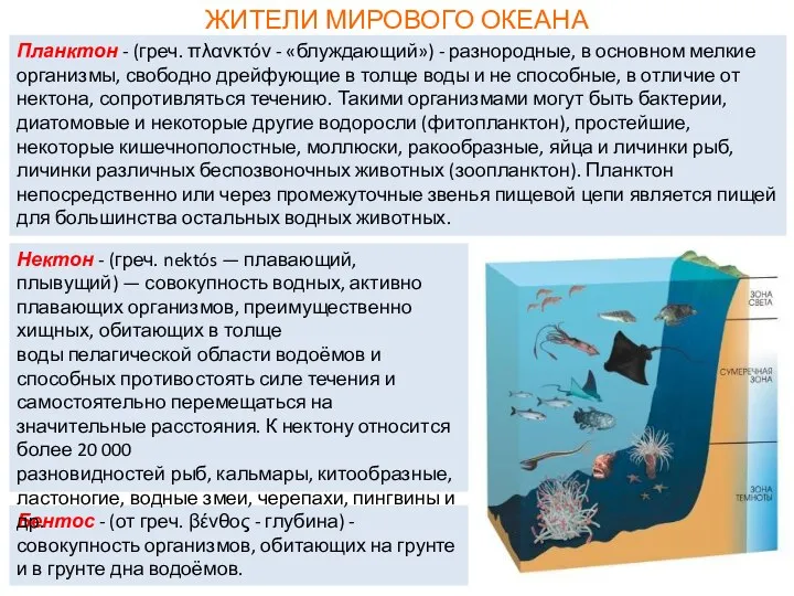 ЖИТЕЛИ МИРОВОГО ОКЕАНА Бентос - (от греч. βένθος - глубина)