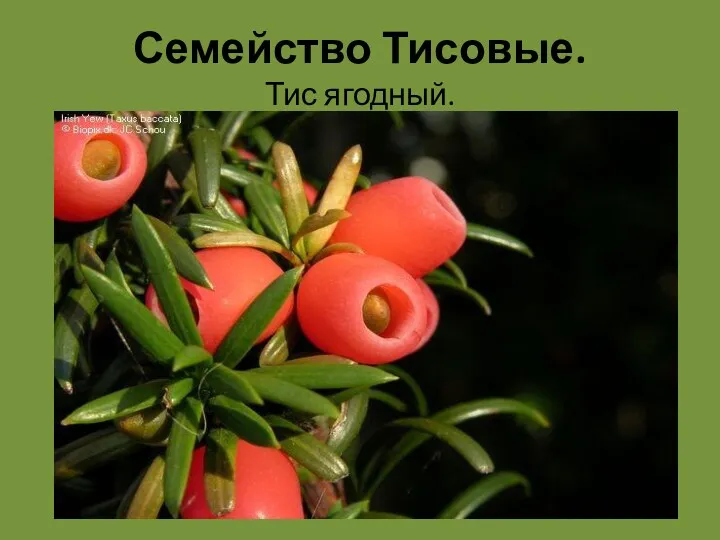 Семейство Тисовые. Тис ягодный.