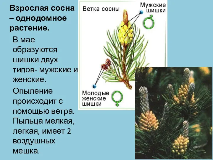 Взрослая сосна – однодомное растение. В мае образуются шишки двух