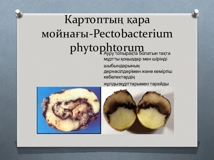 Картоптың қара мойнағы-Pectobacterium phytophtorum Ауру топырақта болатын тақта мұртты қоңыздар
