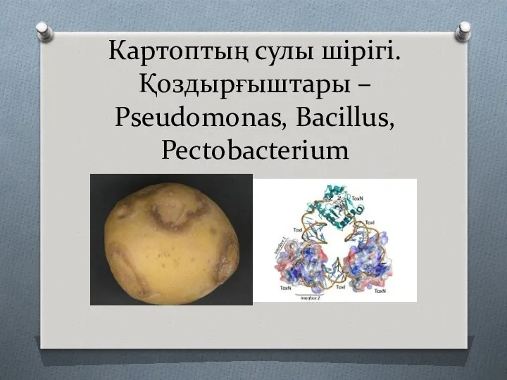 Картоптың сулы шірігі. Қоздырғыштары – Pseudomonas, Bacillus, Pectobacterium