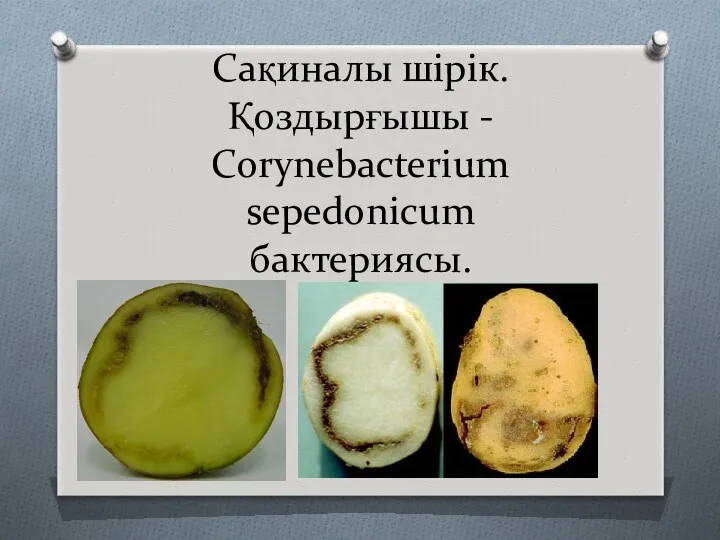 Сақиналы шірік. Қоздырғышы - Corynebacterium sepedonicum бактериясы.