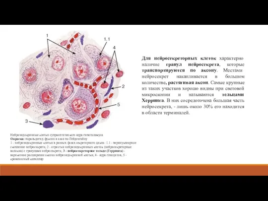 Нейроэндокринные клетки супраоптического ядра гипоталамуса Окраска: паральдегид-фуксин и азан по Гейденгайну 1 -