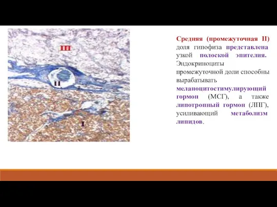 Средняя (промежуточная II) доля гипофиза представлена узкой полоской эпителия. Эндокриноциты