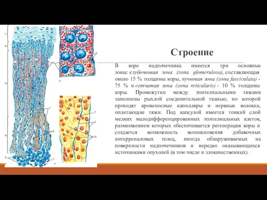 Строение В коре надпочечника имеется три основные зоны: клубочковая зона