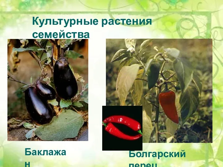 Культурные растения семейства Болгарский перец Баклажан