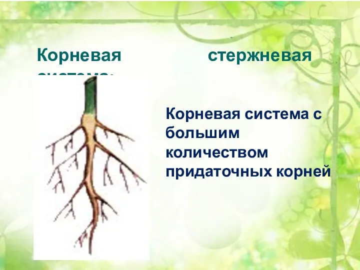 Корневая система: стержневая Корневая система с большим количеством придаточных корней