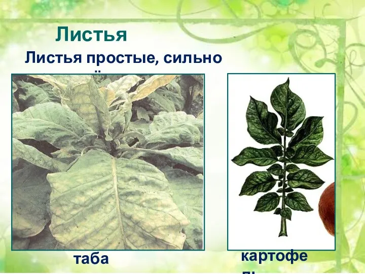 Листья Листья простые, сильно рассечённые табак картофель