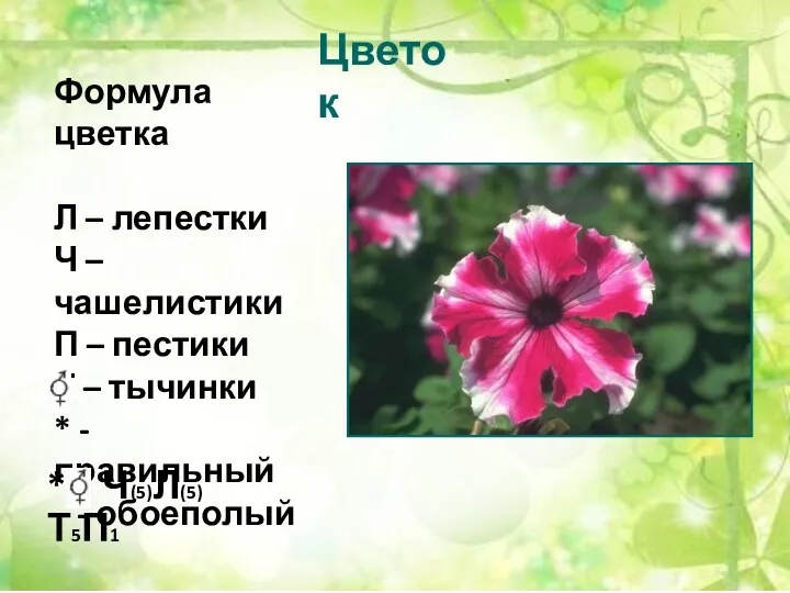 Цветок Формула цветка Л – лепестки Ч – чашелистики П