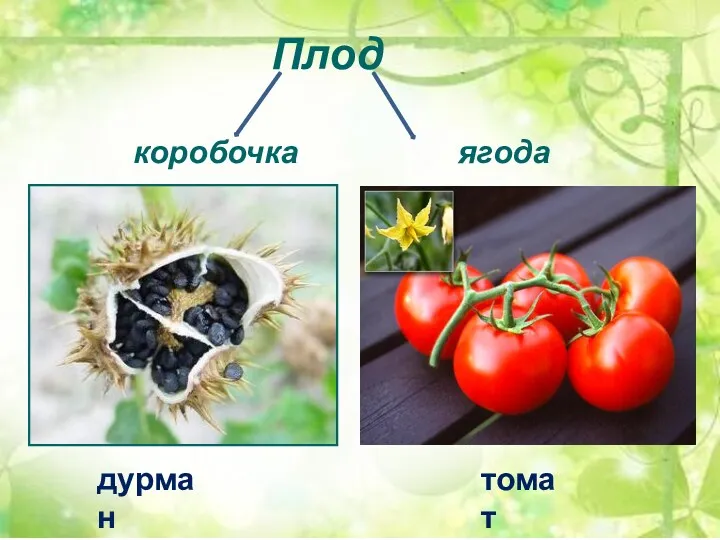 Плод коробочка ягода дурман томат