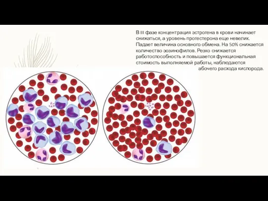 В III фазе концентрация эстрогена в крови начинает снижаться, а уровень прогестерона еще