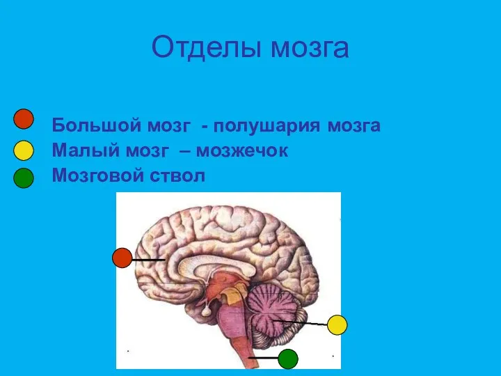 Отделы мозга Большой мозг - полушария мозга Малый мозг – мозжечок Мозговой ствол