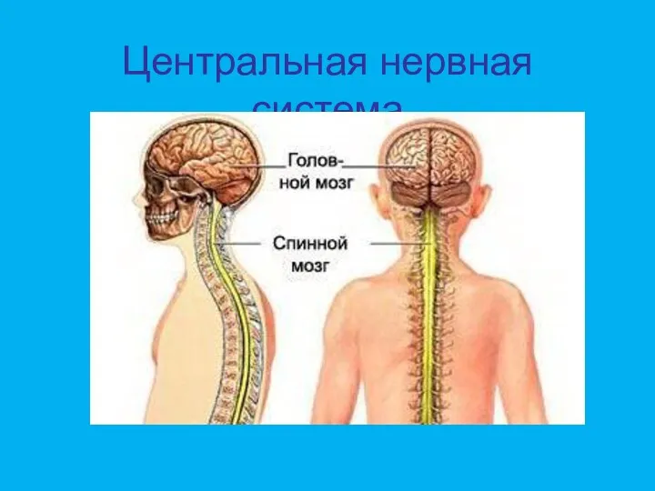 Центральная нервная система