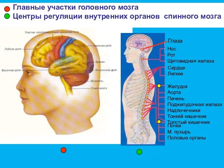 и Главные участки головного мозга Центры регуляции внутренних органов спинного мозга