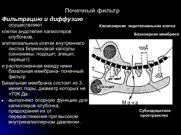 Почечный фильтр Фильтрацию и диффузию осуществляют клетки эндотелия капилляров клубочков,