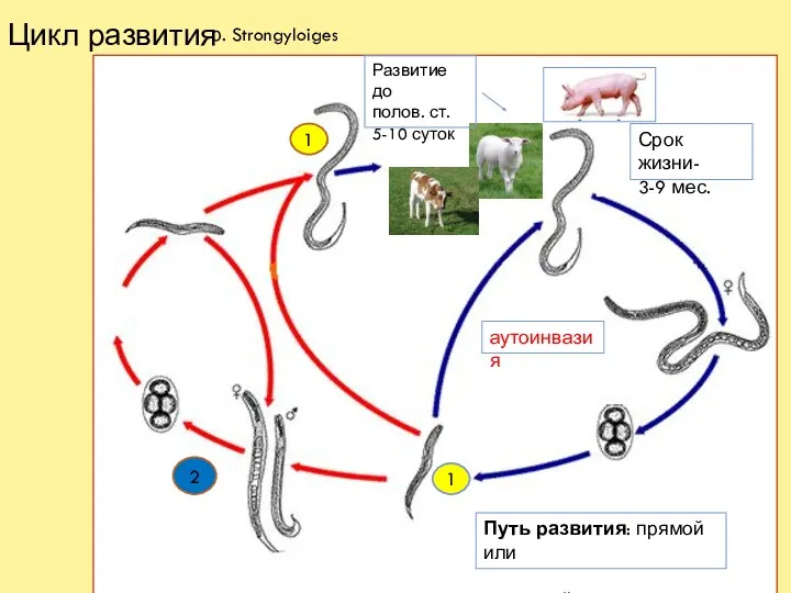 Цикл развития 1 1 аутоинвазия р. Strongyloiges 2 Срок жизни-