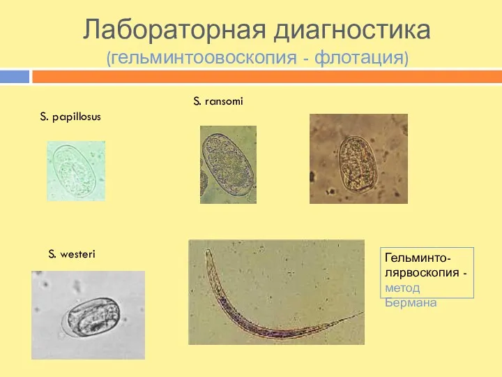 Лабораторная диагностика (гельминтоовоскопия - флотация) S. ransomi S. papillosus S. westeri Гельминто- лярвоскопия - метод Бермана